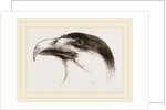 Head of Brazilian Caracara by Anonymous