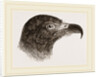 Head of Hook-billed Cymindis by Anonymous