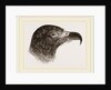 Head of Hook-billed Cymindis by Anonymous