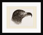 Head of Hook-billed Cymindis by Anonymous