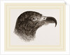 Head of Hook-billed Cymindis by Anonymous