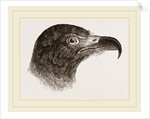 Head of Hook-billed Cymindis by Anonymous