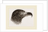 Head of Hook-billed Cymindis by Anonymous