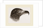 Head of Hook-billed Cymindis by Anonymous