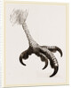 Foot of Short toed Circaetus by Anonymous