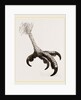 Foot of Short toed Circaetus by Anonymous