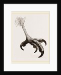Foot of Short toed Circaetus by Anonymous