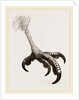 Foot of Short toed Circaetus by Anonymous