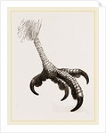Foot of Short toed Circaetus by Anonymous