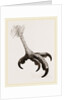 Foot of Short toed Circaetus by Anonymous