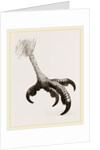 Foot of Short toed Circaetus by Anonymous