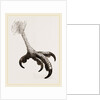 Foot of Short toed Circaetus by Anonymous