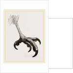 Foot of Short toed Circaetus by Anonymous