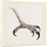 Foot of Hook-billed Cymindis by Anonymous