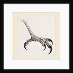 Foot of Hook-billed Cymindis by Anonymous
