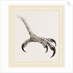 Foot of Hook-billed Cymindis by Anonymous