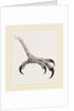 Foot of Hook-billed Cymindis by Anonymous