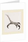 Foot of Hook-billed Cymindis by Anonymous