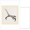 Foot of Hook-billed Cymindis by Anonymous