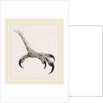 Foot of Hook-billed Cymindis by Anonymous