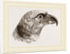 Head of Grey Asturina by Anonymous