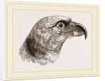 Head of Grey Asturina by Anonymous