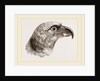 Head of Grey Asturina by Anonymous