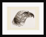 Head of Grey Asturina by Anonymous