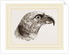 Head of Grey Asturina by Anonymous