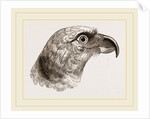 Head of Grey Asturina by Anonymous