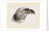 Head of Grey Asturina by Anonymous