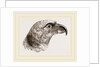 Head of Grey Asturina by Anonymous