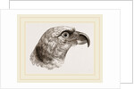 Head of Grey Asturina by Anonymous