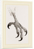 Foot of Aquiline Ibycter by Anonymous