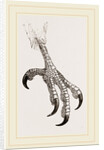 Foot of Aquiline Ibycter by Anonymous