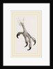 Foot of Aquiline Ibycter by Anonymous