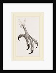 Foot of Aquiline Ibycter by Anonymous
