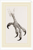 Foot of Aquiline Ibycter by Anonymous