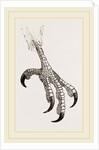 Foot of Aquiline Ibycter by Anonymous