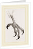 Foot of Aquiline Ibycter by Anonymous