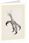 Foot of Aquiline Ibycter by Anonymous