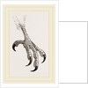 Foot of Aquiline Ibycter by Anonymous