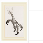 Foot of Aquiline Ibycter by Anonymous