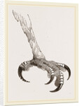Foot of Crested Morphnus by Anonymous