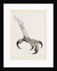 Foot of Crested Morphnus by Anonymous