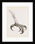 Foot of Crested Morphnus by Anonymous