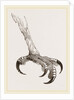 Foot of Crested Morphnus by Anonymous