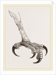 Foot of Crested Morphnus by Anonymous