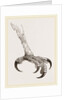 Foot of Crested Morphnus by Anonymous