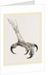 Foot of Crested Morphnus by Anonymous